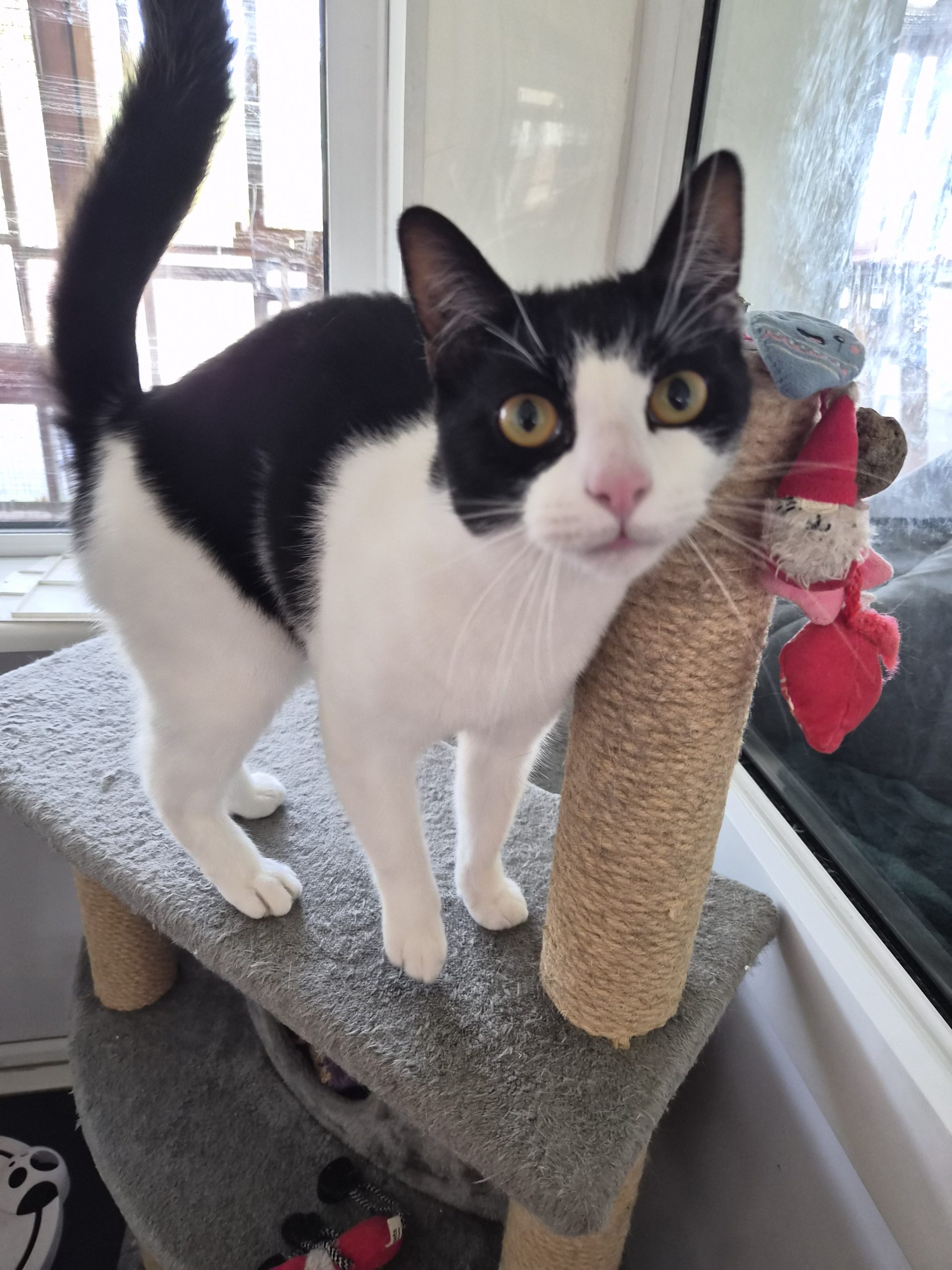 Oreo